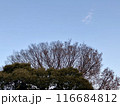 青空と木_横位置01 116684812
