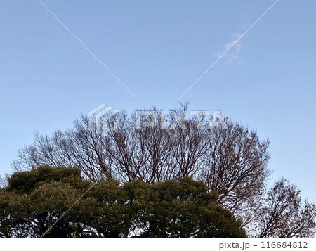 青空と木_横位置01 青空と木_横位置01 116684812