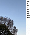 青空と木_縦位置 116684813