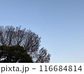 青空と木_横位置02 116684814