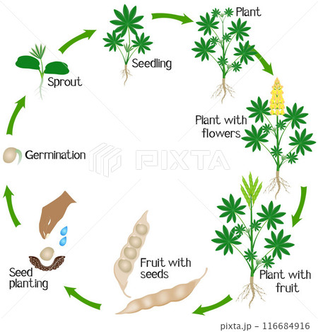 Cycle of growth of yellow lupine plant on a white background. Cycle of growth of yellow lupine plant on a white background. 116684916