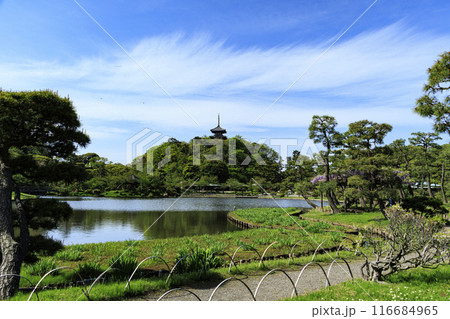 横浜市の景勝地新緑の三渓園・三溪園 横浜市の景勝地新緑の三渓園・三溪園 116684965