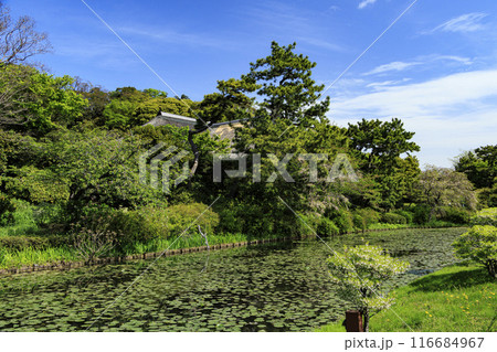 横浜市の景勝地新緑の三渓園・三溪園　 116684967