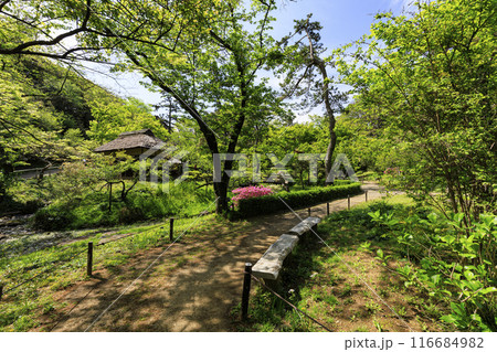 横浜市の景勝地新緑の三渓園・三溪園　 116684982