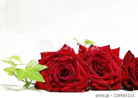 白背景のバラの花 116685111