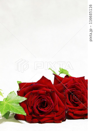 白背景のバラの花 116685116