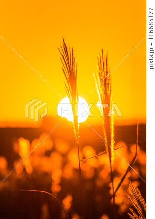 夕暮れとススキ 116685177