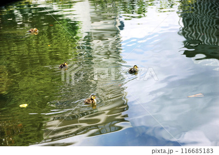 カルガモが元気よく泳ぎ回る姿は可愛くて。思わずみんなの笑顔が溢れるそんな春の1日 カルガモが元気よく泳ぎ回る姿は可愛くて。思わずみんなの笑顔が溢れるそんな春の1日 116685183