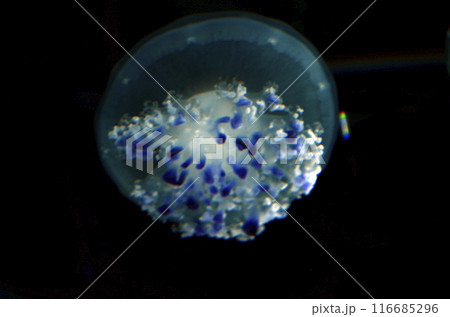 コティロリーザ・ツベルクラータ 116685296