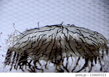ハナガサクラゲ ハナガサクラゲ 116685313