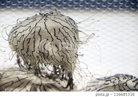 ハナガサクラゲ ハナガサクラゲ 116685316