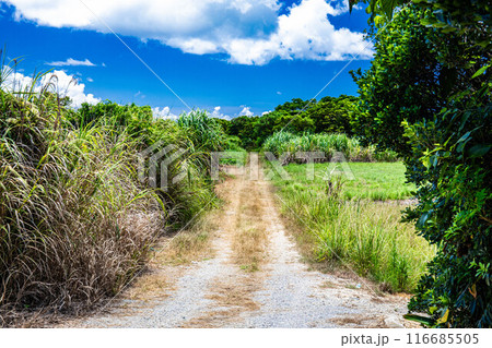 沖縄の農道 沖縄の農道 116685505