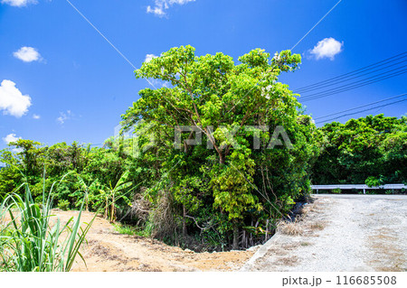夏の青空と植物 夏の青空と植物 116685508