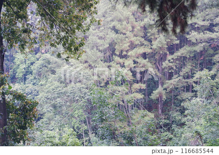 big green tree in the forest 116685544