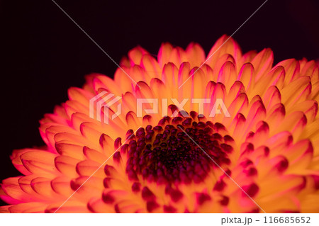 菊の花のクローズアップ撮影 菊の花のクローズアップ撮影 116685652