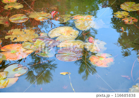 大原　実光院　旧理覚院庭園　美しい秋の庭（京都市左京区） 116685838