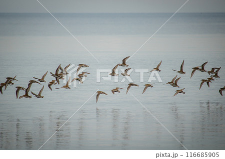 flock of sandpipers flying over blue water. 116685905