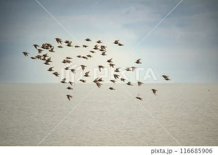 flock of sandpipers flying over blue water. 116685906