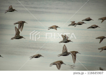 flock of sandpipers flying over blue water, 116685907