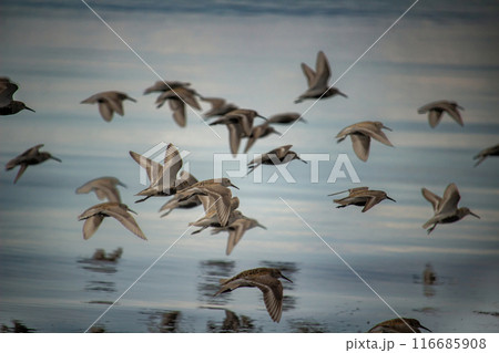 Sandpipers motion flight over the blue sea 116685908