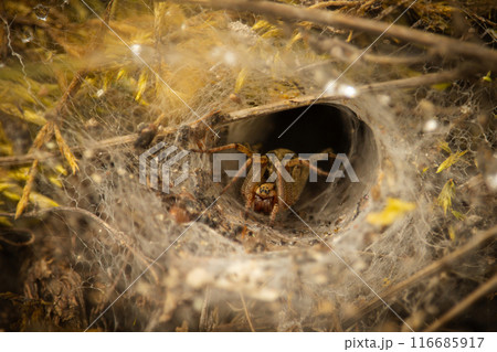 large hairy wolf spider in tunnel web large hairy wolf spider in tunnel web 116685917