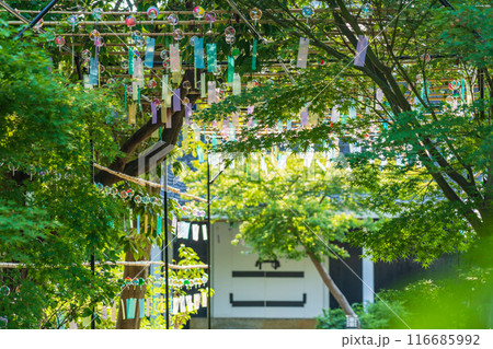 夏の半六庭園、風鈴かざり〈愛知県半田市〉 116685992