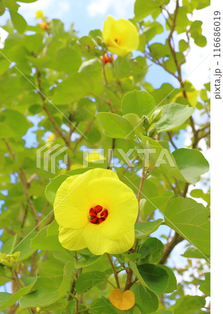 ハマボウ　黄色い花 116686019