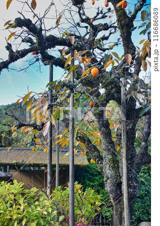 大原 実光院 旧理覚院庭園 美しい秋の庭(京都市左京区) 大原 実光院 旧理覚院庭園 美しい秋の庭(京都市左京区) 116686089