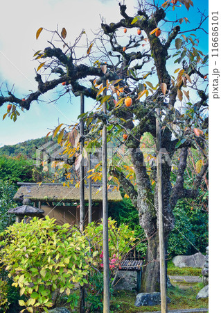 大原 実光院 旧理覚院庭園 美しい秋の庭(京都市左京区) 大原 実光院 旧理覚院庭園 美しい秋の庭(京都市左京区) 116686101