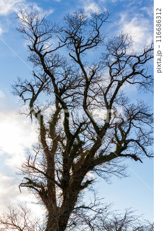 静岡県掛川市本郷　天竜雨浜名湖鉄道沿線の風景 116686312
