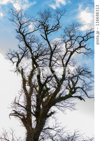 静岡県掛川市本郷　天竜雨浜名湖鉄道沿線の風景 116686313