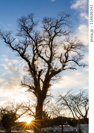 静岡県掛川市本郷　天竜雨浜名湖鉄道沿線の風景 116686341