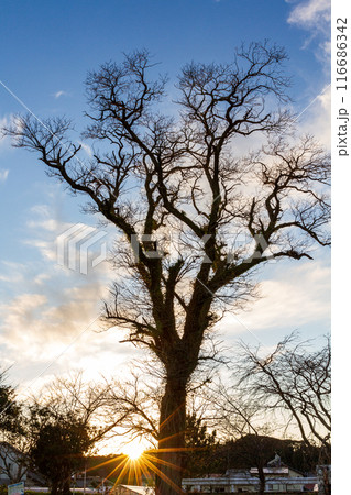 静岡県掛川市本郷　天竜雨浜名湖鉄道沿線の風景 116686342