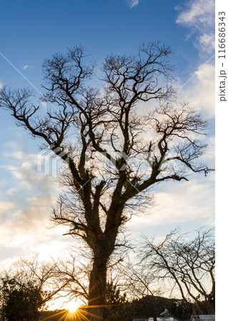 静岡県掛川市本郷　天竜雨浜名湖鉄道沿線の風景 116686343
