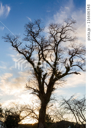静岡県掛川市本郷　天竜雨浜名湖鉄道沿線の風景 116686348