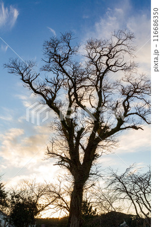 静岡県掛川市本郷 天竜雨浜名湖鉄道沿線の風景 静岡県掛川市本郷 天竜雨浜名湖鉄道沿線の風景 116686350