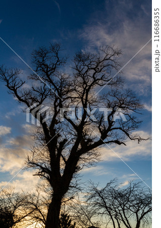 静岡県掛川市本郷　天竜雨浜名湖鉄道沿線の風景 116686355