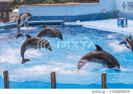 [新潟観光]新潟市水族館 マリンピア日本海[新潟旅行] 116686604
