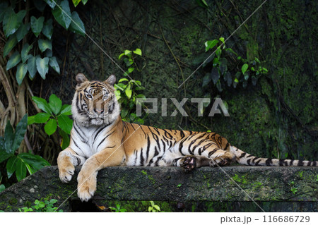 Close up Indochinese tiger is beautiful animal and dangerous in forest 116686729