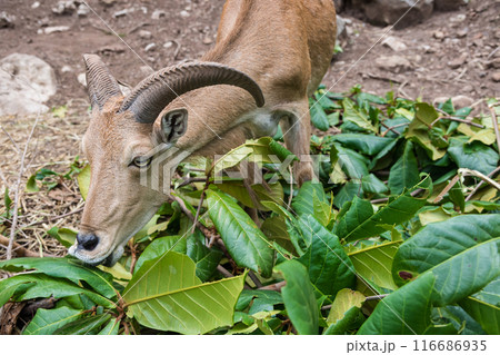 arbary sheep eating falling green leaf in forest 116686935
