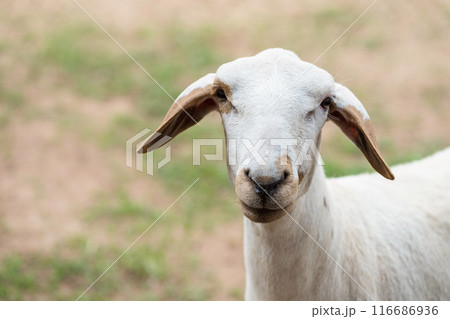 Portrait of white Nubian Goat at meadow. closeup farm animal 116686936