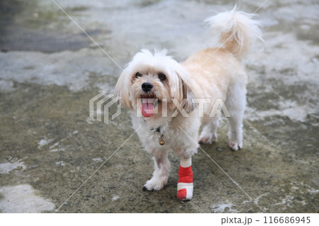Happy injured Shih Tzu dog leg wrapped by splint and red bandage Happy injured Shih Tzu dog leg wrapped by splint and red bandage 116686945