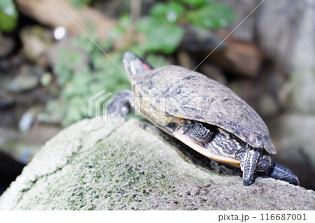 big turtle in the zoo big turtle in the zoo 116687001