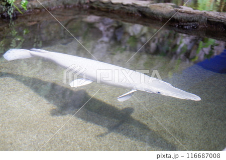 fish in the aquarium fish in the aquarium 116687008