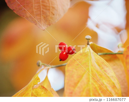 紅葉の中に実るハナミズキの実 紅葉の中に実るハナミズキの実 116687077