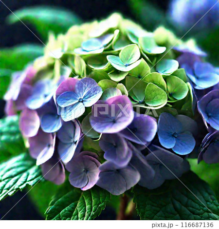 紫陽花 116687136