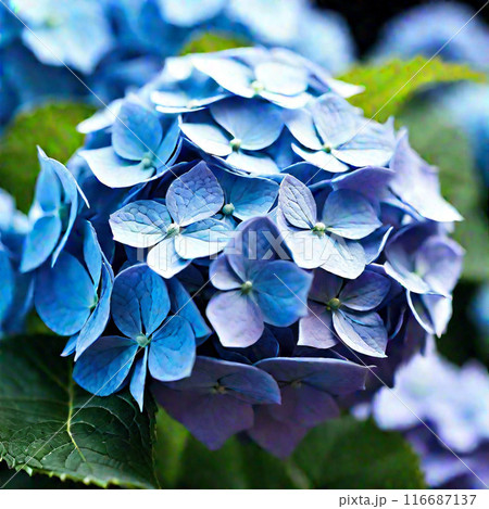 青い紫陽花 116687137
