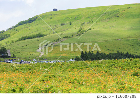 ニッコウキスゲ咲く霧ヶ峰車山肩 116687289