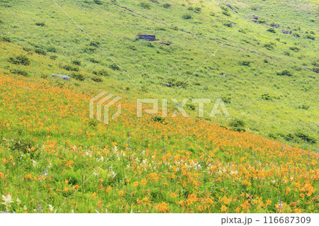 ニッコウキスゲ咲く霧ヶ峰車山肩 116687309