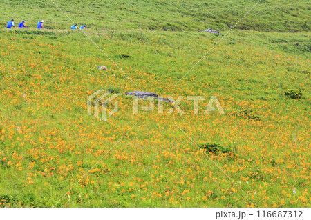 ニッコウキスゲ咲く霧ヶ峰車山肩 116687312